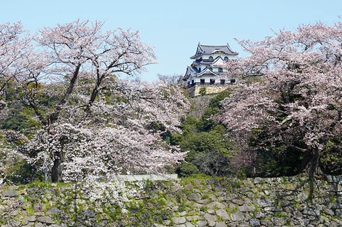 どっしりとした石垣の上に満開の桜とともに建つ国宝天守