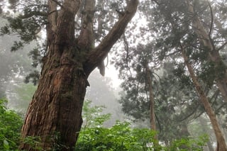 【相川地区】樹齢300年以上の巨木を観賞できる大佐渡石名天然杉